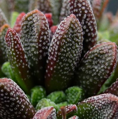 Crassula FRAGARIOIDES или Крассула Земляниковидная