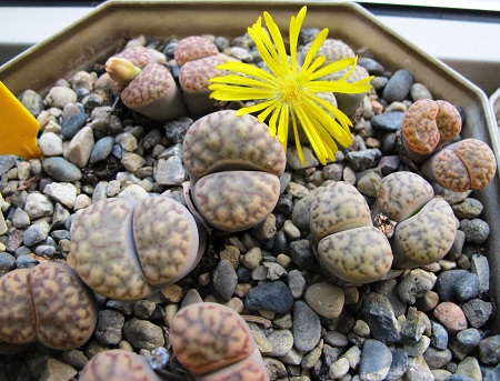 Lithops BROMFIELDII или Литопс Бромфилда