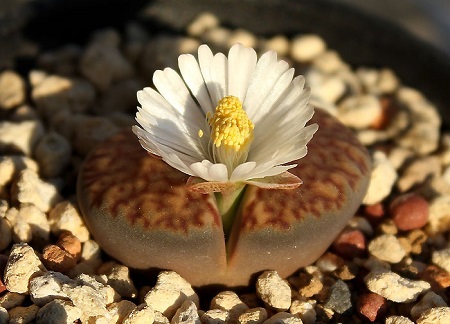 Lithops BROMFIELDII или Литопс Бромфилда 