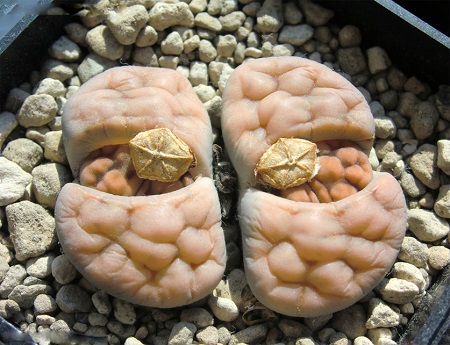 Lithops KARASMONTANA v AIAISENSIS или Литопс Карасмонтана