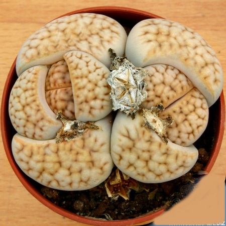 Lithops KARASMONTANA v AIAISENSIS или Литопс Карасмонтана