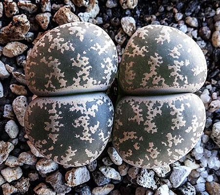 Lithops LESLIEI v. PIETERSBURG или Литопс Лесли