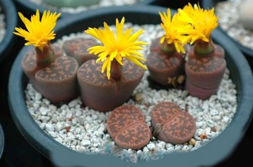 Lithops LESLIEI v. PIETERSBURG или Литопс Лесли