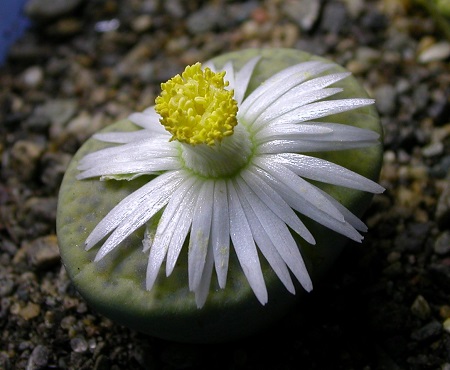 Lithops FULVICEPS v AUREA или Литопс Рыжеголовый