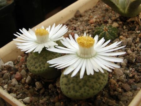 Lithops FULVICEPS v AUREA или Литопс Рыжеголовый