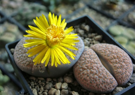 Lithops FULVICEPS v LACTINEA или Литопс Рыжеголовый