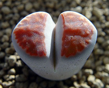 Lithops KARASMONTANA v SUMMITATUM или Литопс Карасмонтана 