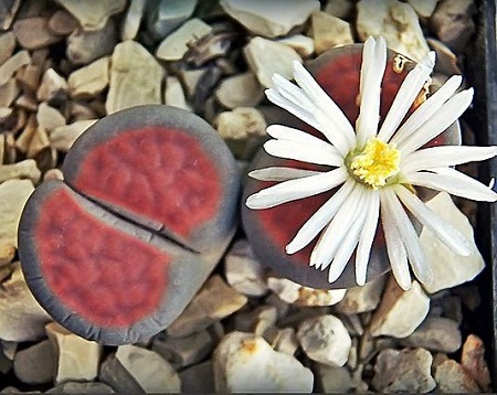 Lithops KARASMONTANA v SUMMITATUM или Литопс Карасмонтана 