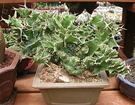 Euphorbia GRANDICORNIS или Молочай Крупнорогий
