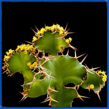 Euphorbia GRANDICORNIS или Молочай Крупнорогий 