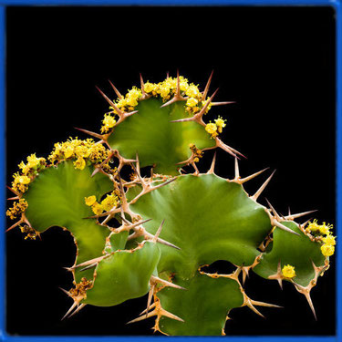 Euphorbia GRANDICORNIS или Молочай Крупнорогий