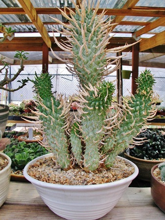 EEuphorbia SCHOENLANDII или Молочай Шенланда