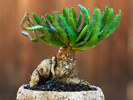 Euphorbia STELLATA или Эуфорбия Звездная