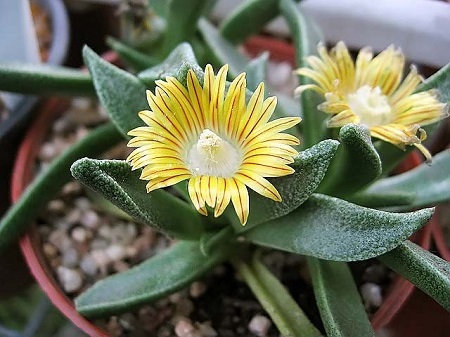 Nananthus ALOIDES или Нанантус Алоэвидный