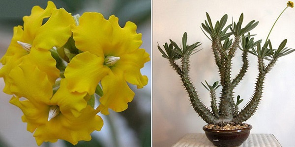 Pachypodium DENSIFLORUM или Пахиподиум Густоцветковый