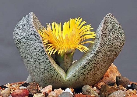 Pleiospilos BOLUSII или Плейоспилос Болюса