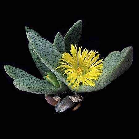 Pleiospilos COMPACTUS или Плейоспилос Компактный