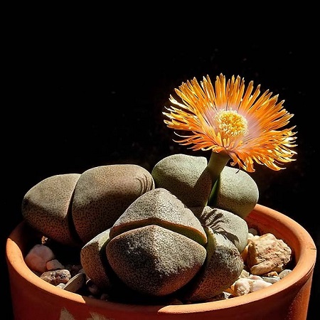 Pleiospilos NELII или Плейоспилос Неля