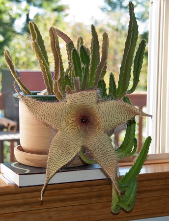 Stapelia GIGANTEA или Стапелия Гигантская