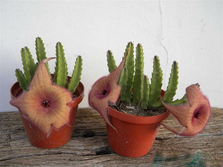 Stapelia GRANDIFLORA или Стапелия Крупноцветковая