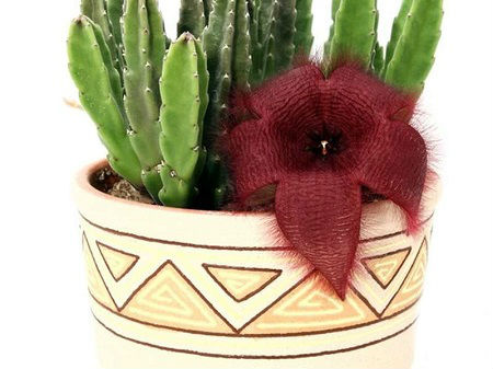 Stapelia GRANDIFLORA или Стапелия Крупноцветковая