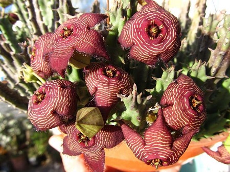 Stapelia REVOLUTA или Стапелия Революта