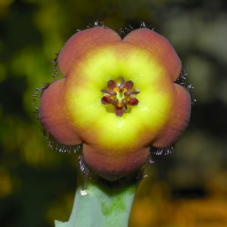 Stapelia REVOLUTA или Стапелия Революта