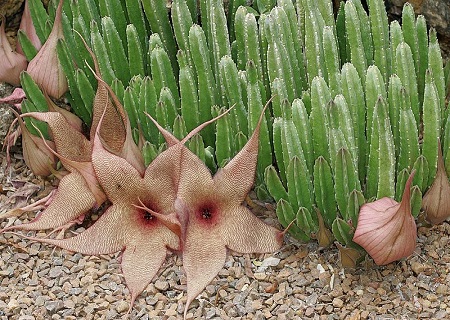 Stapelia GIGANTEA или Стапелия Гигантская