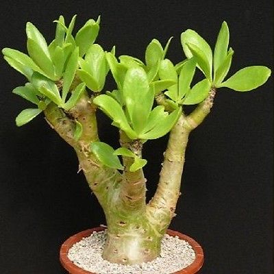 Tylecodon PANICULATUS или Тилекодон Метельчатый