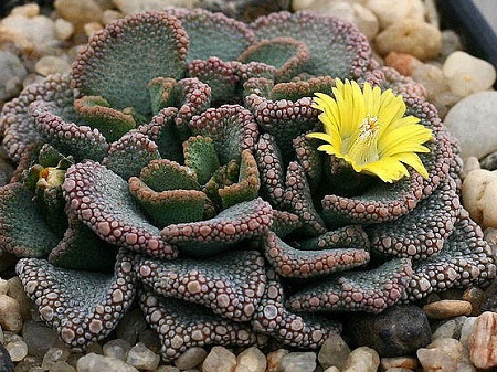 Titanopsis HUGO-SCHLECHTERI или Титанопсис Хуго-Шлехтери