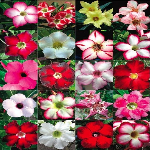 Adenium Obesum MIX (растение)