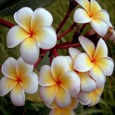 Plumeria Ladavan (растение)