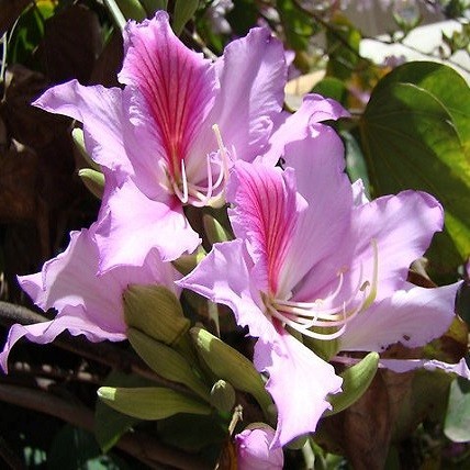 Bauhinia Variegata или Баухиния Пестрая (семена)
