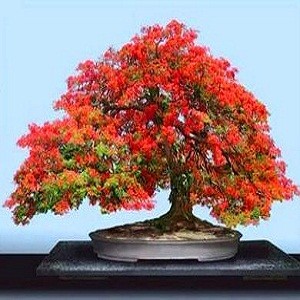Delonix Regia или Делоникс Королевский (семена)
