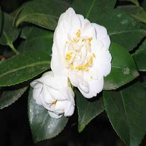 Camellia SINENSIS или Камелия Китайская (семена)