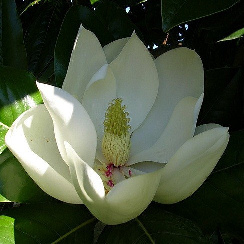 Magnolia Grandiflora или Магнолия Крупноцветковая (семена)