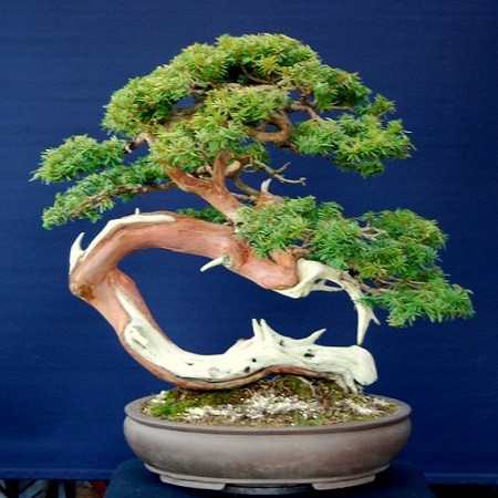 Касимовтан секске арналған қыз