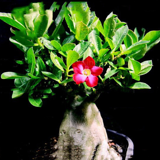 Adenium Thai Socotranum KING CROWN RED (семена)