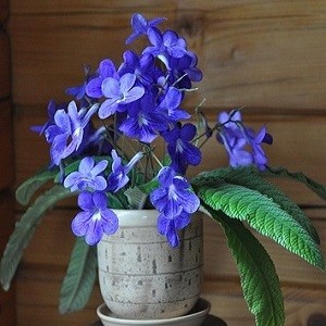 Streptocarpus REXII или Стрептокарпус Королевский (семена)