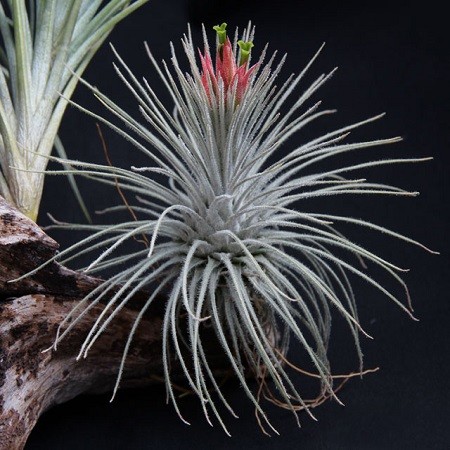 Tillandsia ATROVIRIDIPETALA или Тилландсия Атмосферная (семена)
