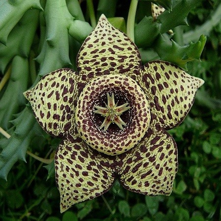 Stapelia VARIEGATA или Стапелия Пестрая (семена)