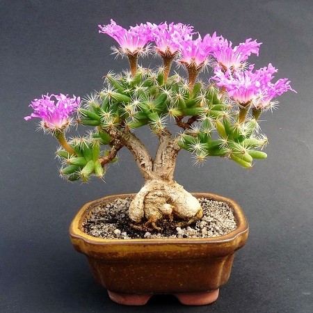 Trichodiadema DENSUM или Триходиадема Густая (семена)