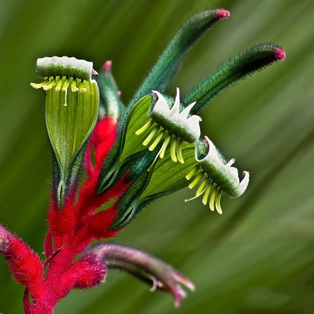 Anigozanthos MANGLESII или Анигозантос Мэнглса (семена)