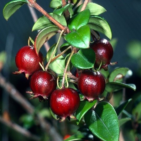Ugni MOLINAE или Мирт Чилийский (семена)