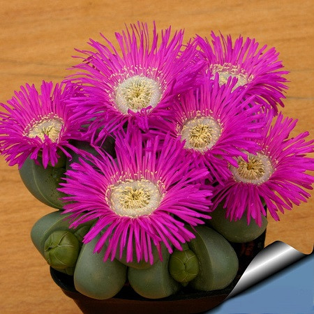 Argyroderma DELAETII или Аргиродерма Делаэта (семена)