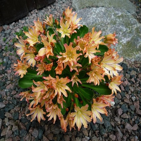 Lewisia TWEEDYI или Левизия Твида (семена)