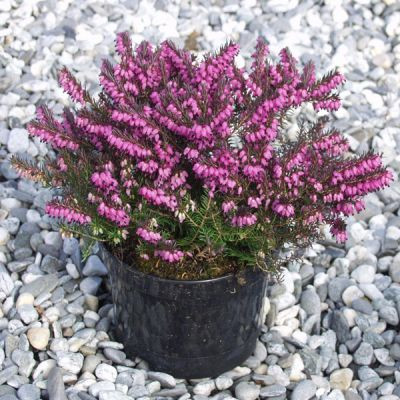 Эрика КРАМЕРС РОТ (растение)