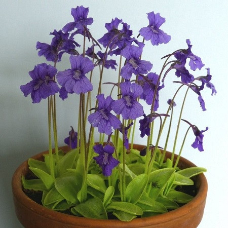 Жирянка Насекомоядная (растение)