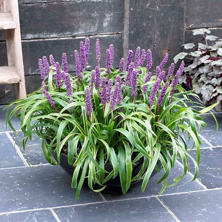 Лириопе (растение)