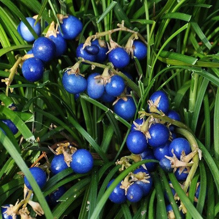 Офипогон Японский (растение)